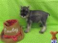 Miniature Schnauzer